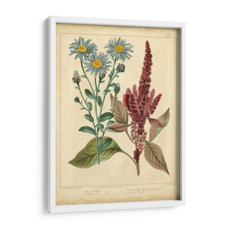 Garden Flora I - Sydenham Edwards | Cuadro decorativo de Canvas Lab