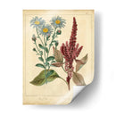 Garden Flora I - Sydenham Edwards | Cuadro decorativo de Canvas Lab