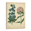 Garden Flora Ii - Sydenham Edwards | Cuadro decorativo de Canvas Lab