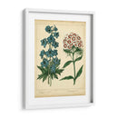 Garden Flora Ii - Sydenham Edwards | Cuadro decorativo de Canvas Lab