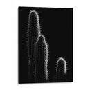 Cactus sobre negro | Cuadro decorativo de Canvas Lab