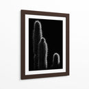 Cactus sobre negro | Cuadro decorativo de Canvas Lab