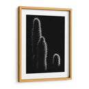 Cactus sobre negro | Cuadro decorativo de Canvas Lab