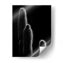 Cactus sobre negro | Cuadro decorativo de Canvas Lab