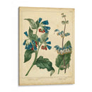 Jardín Flora V - Sydenham Edwards | Cuadro decorativo de Canvas Lab