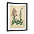 Garden Flora Vi - Sydenham Edwards | Cuadro decorativo de Canvas Lab