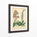 Garden Flora Vi - Sydenham Edwards | Cuadro decorativo de Canvas Lab