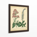 Garden Flora Vi - Sydenham Edwards | Cuadro decorativo de Canvas Lab