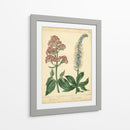 Garden Flora Vi - Sydenham Edwards | Cuadro decorativo de Canvas Lab