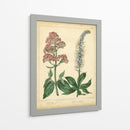 Garden Flora Vi - Sydenham Edwards | Cuadro decorativo de Canvas Lab
