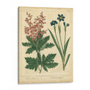Jardín Flora Vii - Sydenham Edwards | Cuadro decorativo de Canvas Lab