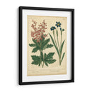 Jardín Flora Vii - Sydenham Edwards | Cuadro decorativo de Canvas Lab