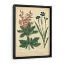 Jardín Flora Vii - Sydenham Edwards | Cuadro decorativo de Canvas Lab