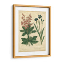 Jardín Flora Vii - Sydenham Edwards | Cuadro decorativo de Canvas Lab