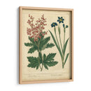 Jardín Flora Vii - Sydenham Edwards | Cuadro decorativo de Canvas Lab