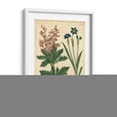 Jardín Flora Vii - Sydenham Edwards | Cuadro decorativo de Canvas Lab