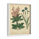 Jardín Flora Vii - Sydenham Edwards | Cuadro decorativo de Canvas Lab