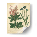 Jardín Flora Vii - Sydenham Edwards | Cuadro decorativo de Canvas Lab