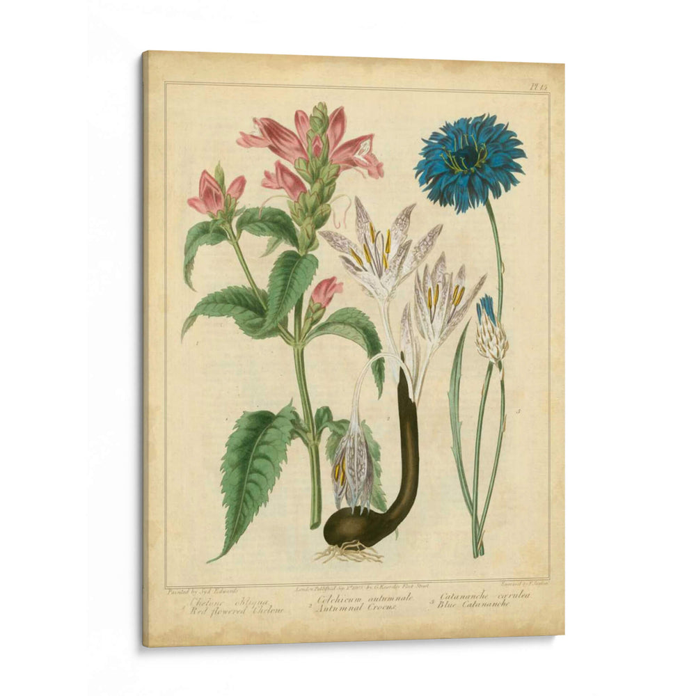 Garden Flora Viii - Sydenham Edwards | Cuadro decorativo de Canvas Lab