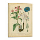 Garden Flora Viii - Sydenham Edwards | Cuadro decorativo de Canvas Lab
