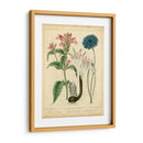 Garden Flora Viii - Sydenham Edwards | Cuadro decorativo de Canvas Lab