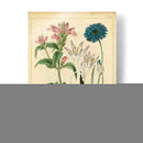 Garden Flora Viii - Sydenham Edwards | Cuadro decorativo de Canvas Lab