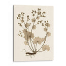 Estudio De La Naturaleza Sepia I - Vision Studio | Cuadro decorativo de Canvas Lab