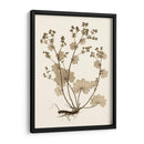 Estudio De La Naturaleza Sepia I - Vision Studio | Cuadro decorativo de Canvas Lab