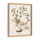 Estudio De La Naturaleza Sepia I - Vision Studio | Cuadro decorativo de Canvas Lab