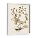 Estudio De La Naturaleza Sepia I - Vision Studio | Cuadro decorativo de Canvas Lab