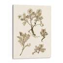 Sepia Nature Study Ii - Vision Studio | Cuadro decorativo de Canvas Lab