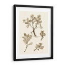 Sepia Nature Study Ii - Vision Studio | Cuadro decorativo de Canvas Lab