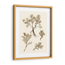 Sepia Nature Study Ii - Vision Studio | Cuadro decorativo de Canvas Lab