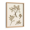 Sepia Nature Study Ii - Vision Studio | Cuadro decorativo de Canvas Lab