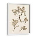 Sepia Nature Study Ii - Vision Studio | Cuadro decorativo de Canvas Lab