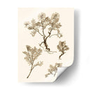Sepia Nature Study Ii - Vision Studio | Cuadro decorativo de Canvas Lab