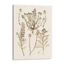 Sepia Nature Study Iii - Vision Studio | Cuadro decorativo de Canvas Lab