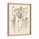 Sepia Nature Study Iii - Vision Studio | Cuadro decorativo de Canvas Lab