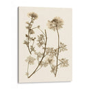 Sepia Nature Study Iv - Vision Studio | Cuadro decorativo de Canvas Lab