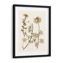 Sepia Nature Study Iv - Vision Studio | Cuadro decorativo de Canvas Lab