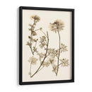 Sepia Nature Study Iv - Vision Studio | Cuadro decorativo de Canvas Lab