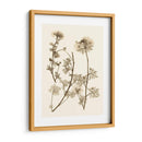 Sepia Nature Study Iv - Vision Studio | Cuadro decorativo de Canvas Lab