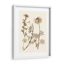 Sepia Nature Study Iv - Vision Studio | Cuadro decorativo de Canvas Lab