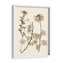 Sepia Nature Study Iv - Vision Studio | Cuadro decorativo de Canvas Lab
