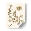 Sepia Nature Study Iv - Vision Studio | Cuadro decorativo de Canvas Lab