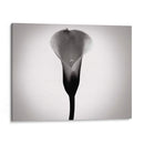 Cala Lily Estudia Yo - James McLoughlin | Cuadro decorativo de Canvas Lab