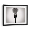 Cala Lily Estudia Yo - James McLoughlin | Cuadro decorativo de Canvas Lab
