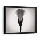 Cala Lily Estudia Yo - James McLoughlin | Cuadro decorativo de Canvas Lab