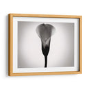 Cala Lily Estudia Yo - James McLoughlin | Cuadro decorativo de Canvas Lab