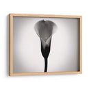 Cala Lily Estudia Yo - James McLoughlin | Cuadro decorativo de Canvas Lab